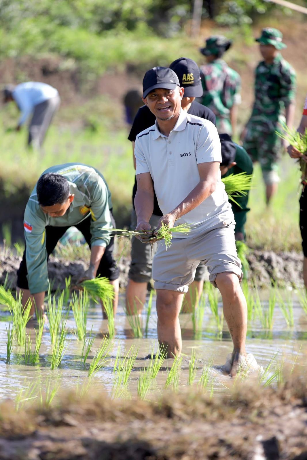Bupati Bone Turun Sawah Tanam Padi di Kampung Halaman